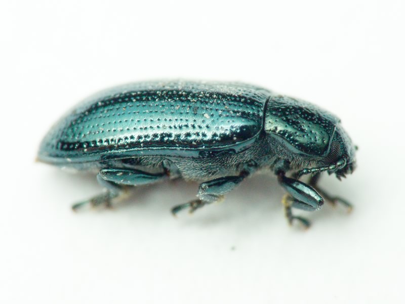 Prasocuris junci (Brahm, 1790)